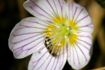 Vorschaubild Oxalidaceae, Oxalis acetosella, Sauerklee, Bluete_2008_04_19--14-11-44.jpg 