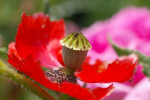 Vorschaubild Papaveraceae, Papaver rhoeas, Klatschmohn_2005_06_12--13-48-22.jpg 