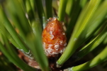 Vorschaubild Pinaceae, Pinus, Foehre, Details_2014_09_27--11-05-26.jpg 