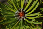 Vorschaubild Pinaceae, Pinus, Foehre, Details_2014_09_27--11-06-06.jpg 