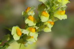 Vorschaubild Plantaginaceae, Linaria vulgaris, Leinkraut_2023_09_11--09-27-14.jpg 