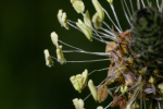 Vorschaubild Plantaginaceae, Plantago lanceolata, Spitz-Wegerich_2005_05_29--09-18-58.jpg 