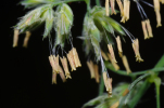 Vorschaubild Poaceae, Bluete_2011_06_13--14-17-28.jpg 