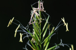 Vorschaubild Poaceae,_2005_05_29--09-12-37.jpg 