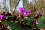 Vorschaubild Primulaceae, Cyclamen_2021_02_23--10-19-40.jpg 