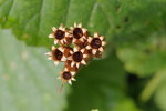 Vorschaubild Primulaceae, Primula elatior, Hohe Schluesselblume, Samenstand_2024_06_29--08-47-31.jpg 