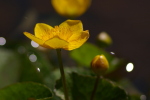 Vorschaubild Ranunculaceae, Caltha palustris, Sumpf-Dotterblume_2007_03_26--12-35-45.jpg 