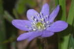 Vorschaubild Ranunculaceae, Hepatica nobilis, Leberbluemchen, Bluete_2006_04_19--16-21-07.jpg 