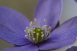Vorschaubild Ranunculaceae, Hepatica nobilis, Leberbluemchen, Bluete_2015_04_10--14-30-56.jpg 