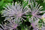 Vorschaubild Ranunculaceae, Thalictrum aquilegiifolium, Akeleiblaettrige Wiesenraute_2013_06_23--05-59-55.jpg 