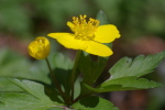 Vorschaubild Ranunculaceae,_2006_04_21--13-09-27.jpg 
