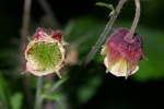 Vorschaubild Rosaceae, Geum rivale, Bachnelkenwurz_2005_05_27--08-53-45.jpg 