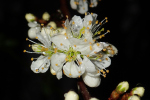 Vorschaubild Rosaceae, Prunus spinosa, Schlehe, Blueten_2023_03_26--09-42-49.jpg 