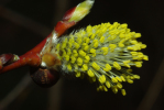 Vorschaubild Salicaceae, Salix, Weide, Kaetzchen_2010_03_28--10-34-46.jpg 
