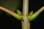Vorschaubild Sapindaceae, Acer, Ahorn_2009_10_09--16-05-14.jpg 