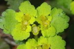 Vorschaubild Saxifragaceae, Chrysosplenium alternifolium, Milzkraut_2006_04_22--09-45-50.jpg 