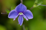 Vorschaubild Scrophulariaceae, Veronica, Ehrenpreis_2005_06_18--09-55-38.jpg 