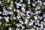 Vorschaubild Scrophulariaceae, Veronica, Ehrenpreis_2009_04_25--13-07-50.jpg 