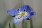 Vorschaubild Scrophulariaceae, Veronica, Ehrenpreis_2015_04_12--13-18-17.jpg 