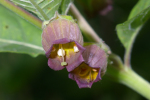 Vorschaubild Solanaceae, Atropa belladonna, Tollkirsche_2005_06_18--10-12-30.jpg 