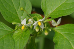 Vorschaubild Solanaceae, Solanum nigrum, Schwarzer Nachtschatten_2023_08_30--10-56-17.jpg 