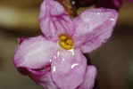 Vorschaubild Thymelaceae, Daphne mezereum, Seidelbast_2010_03_28--10-28-23.jpg 