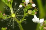 Vorschaubild Valerianaceae, Valeriana officinalis, Baldrian, Samen_2021_07_14--10-15-15.jpg 