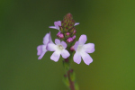 Vorschaubild Verbenaceae, Verbena officinalis, Eisenkraut, Blueten_2023_08_02--12-27-31.jpg 