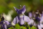 Vorschaubild Violaceae, Veilchen, Bluete_2021_04_08--07-39-40.jpg 