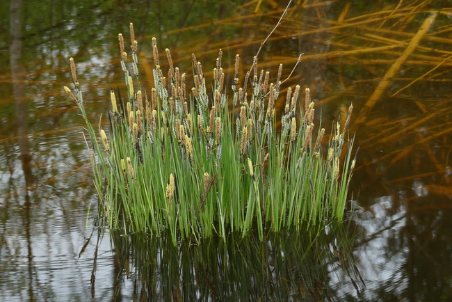 ../previews/024-Cyperaceae, Riedgras mit Blueten_2024_04_07--11-02-51.jpeg.medium.jpeg