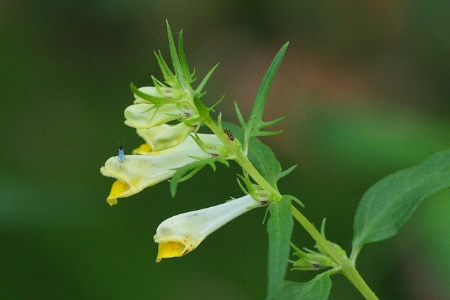 ../previews/048-Orobanchaceae, Melampyrum pratense, Wachtelweizen_2024_07_18--10-01-07.jpeg.medium.jpeg