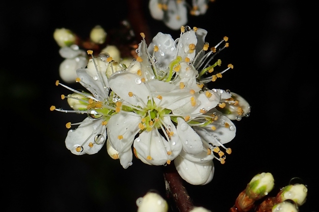 ../previews/058-Rosaceae, Prunus spinosa, Schlehe, Blueten_2023_03_26--09-42-49.jpeg.medium.jpeg