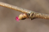 thumbnails/017-Betulaceae, Corylus avellana, Hasel, weibliche Bluete_2023_03_04--16-17-30.jpeg.small.jpeg