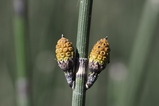 thumbnails/027-Equisetaceae, Equisetum hyemale, Winterschachtelhalm, Blueten_2023_03_20--15-38-22.jpeg.small.jpeg