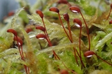 thumbnails/046-Moos, Wassertropfen an den Sporophyten_2024_03_01--11-21-46.jpeg.small.jpeg