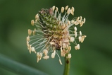 thumbnails/052-Plantaginaceae, Plantago lanceolata, Spitzwegerich, Bluete_2023_05_19--13-32-00.jpeg.small.jpeg