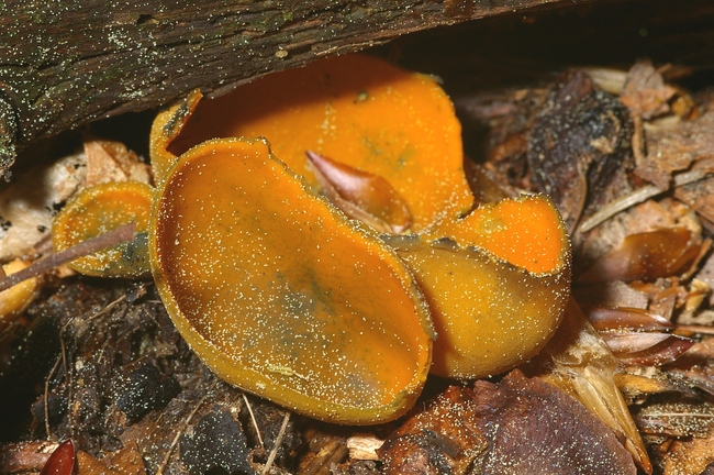 ../previews/057-Humariaceae, Aleuria_2006_05_12--09-49-06.jpeg.medium.jpeg