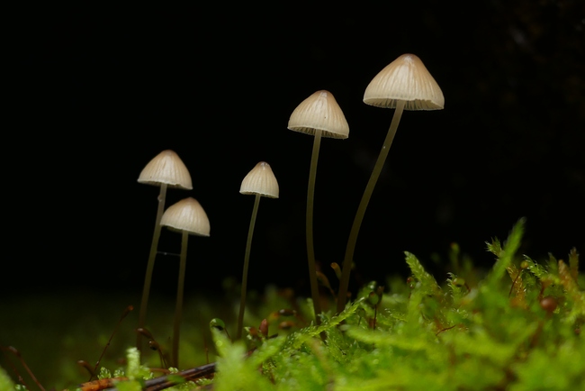 ../previews/060-Pilze _2020_11_02--09-57-23.jpeg.medium.jpeg