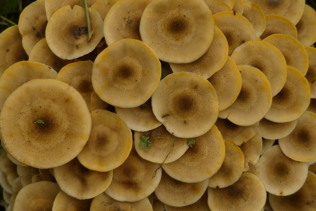 ../previews/061-Pilze, _2020_10_01--10-30-41.jpeg.medium.jpeg