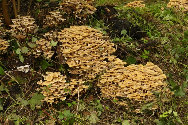 ../previews/062-Pilze, _2020_10_01--10-31-18.jpeg.medium.jpeg