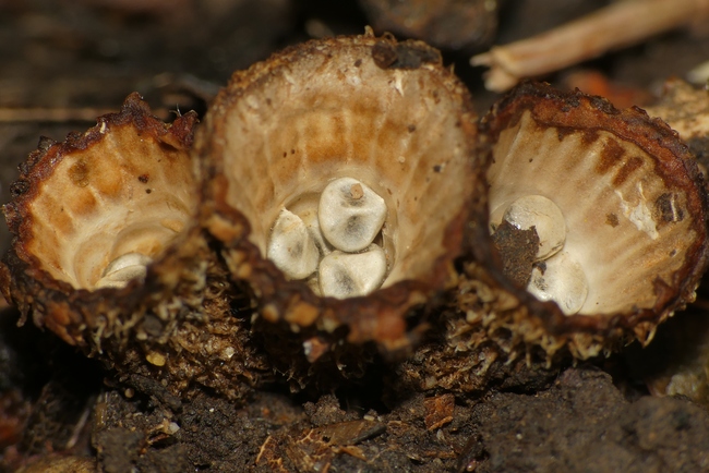 ../previews/066-Pilze, _2020_10_21--10-56-58.jpeg.medium.jpeg