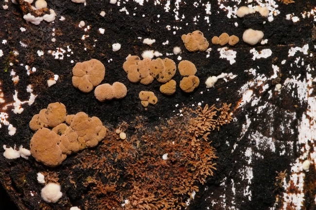 ../previews/068-Pilze, _2020_11_26--12-01-32.jpeg.medium.jpeg