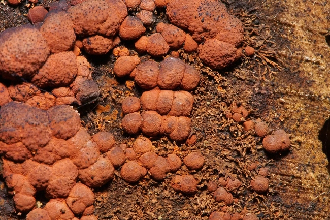 ../previews/069-Pilze, _2020_11_26--12-03-25.jpeg.medium.jpeg