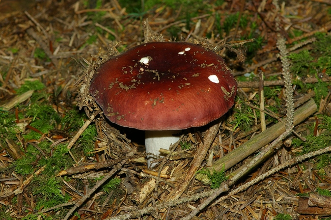 ../previews/082-Russulaceae, Russula_2007_09_10--13-38-15.jpeg.medium.jpeg