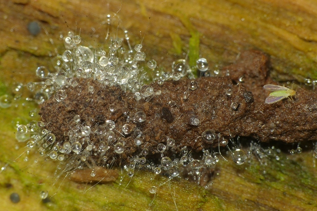 ../previews/085-Schimmelpilz an Kot_2020_11_12--14-14-26.jpeg.medium.jpeg