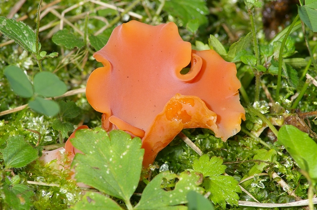 ../previews/087-Tremellaceae, Tremiscus helvelloides_2008_09_22--11-31-40.jpeg.medium.jpeg