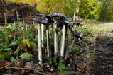 thumbnails/052-Agaricomycetidae, Coprinus, Tintlinge_2020_10_22--11-26-20.jpeg.small.jpeg