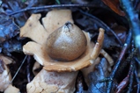 thumbnails/054-Geastrum, Erdstern_2019_10_05--14-24-18.jpeg.small.jpeg