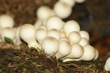 thumbnails/059-Lycoperdaceae,_2007_09_10--12-58-33.jpeg.small.jpeg
