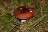 thumbnails/082-Russulaceae, Russula_2007_09_10--13-38-15.jpeg.small.jpeg